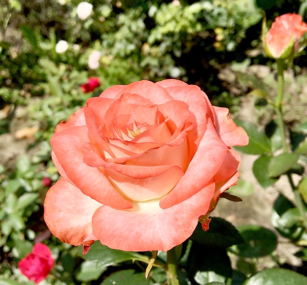 Bouquet wildflowers prickly rose blooming in garden