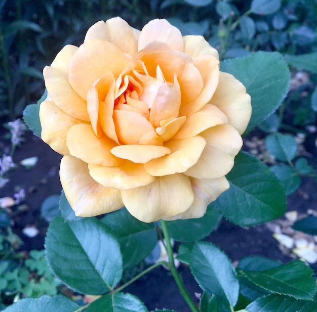 庭に咲く野生の花のとげのあるバラの花束