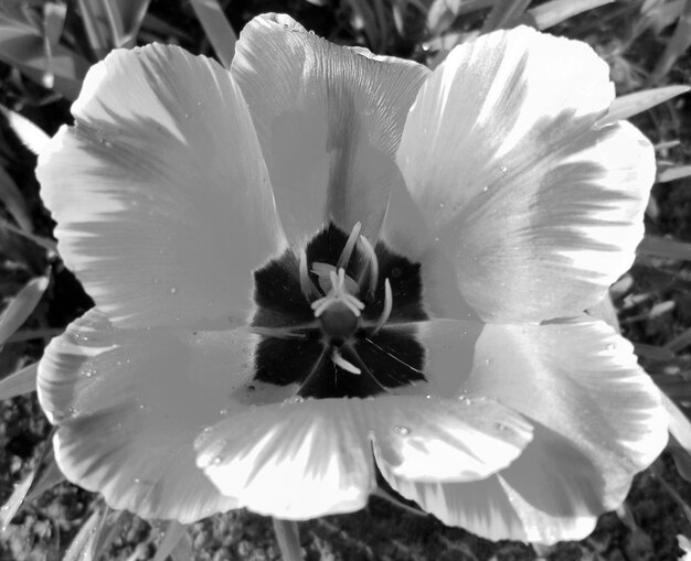 Bouquet wildflowers tulip blooming in garden