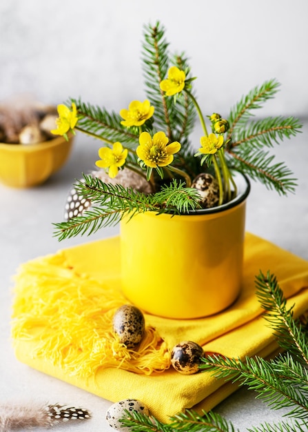 Bouquet of winter aconite flowers in a yellow flowerpot decorated with fir branches and feathers