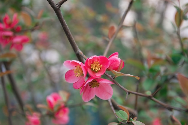 赤い花のクローズアップと花束