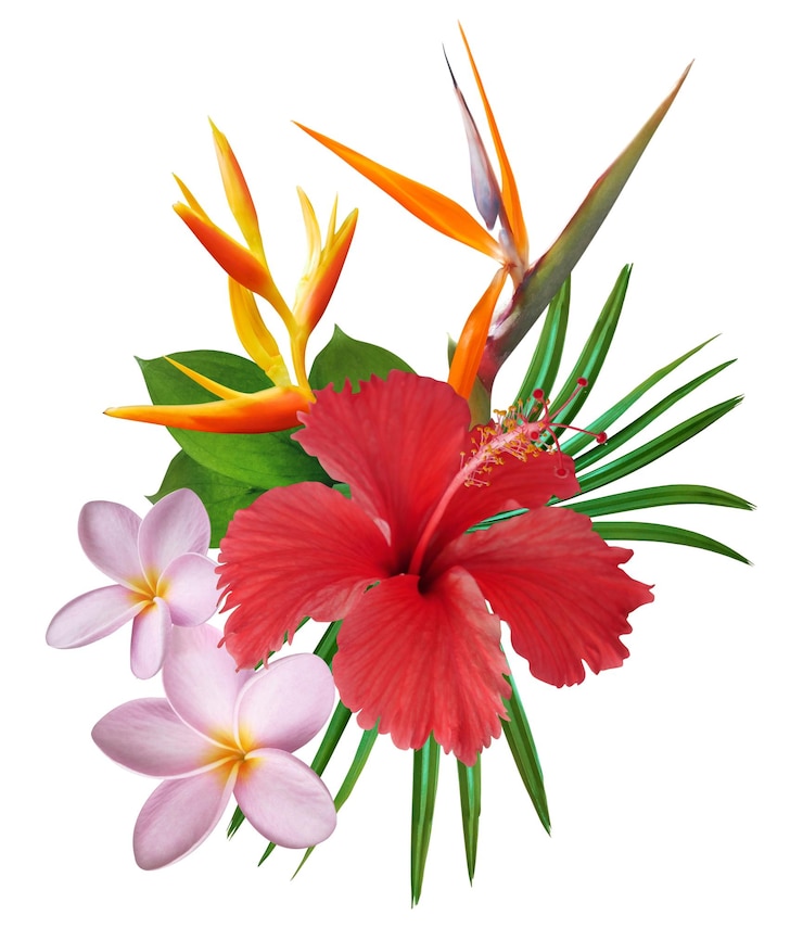 Photo 赤いヒビスカスの花の花束 ピンクのプルーメリア パラダイスの鳥と緑の葉を白に隔離した花束