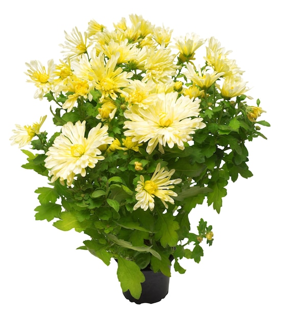 白い背景で隔離の鍋に黄色の菊の花束。フラワーズ。フラットレイ、上面図