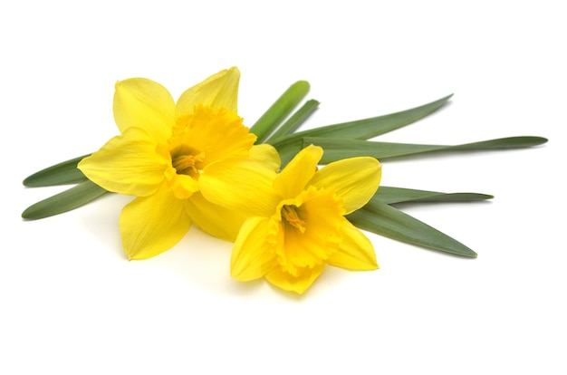 Bouquet of yellow daffodils flowers isolated on white background Flat lay top view