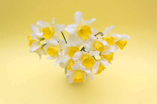 bouquet of yellow daffodils on yellow , spring 