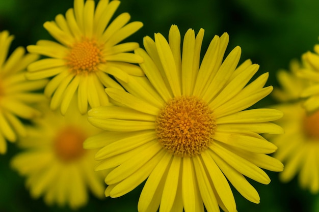 上に黄色いヒナギクの花束