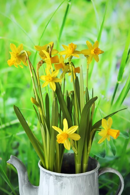 Bouquet of yellow flowering daffodils in an old jug against the backdrop of nature garden spring