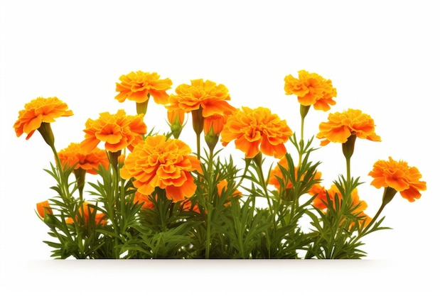 a bouquet of yellow flowers with a white background