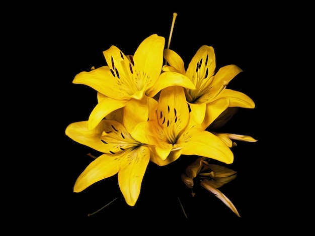 Bouquet of yellow lilies on a black background Studio light Illustration