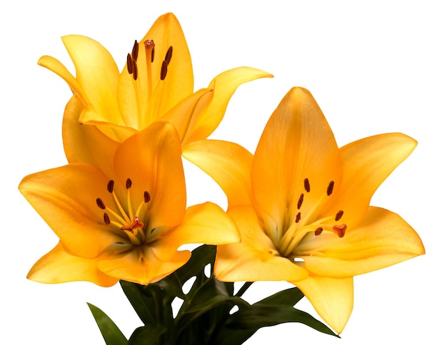 Bouquet of yellow lilies isolated on white background