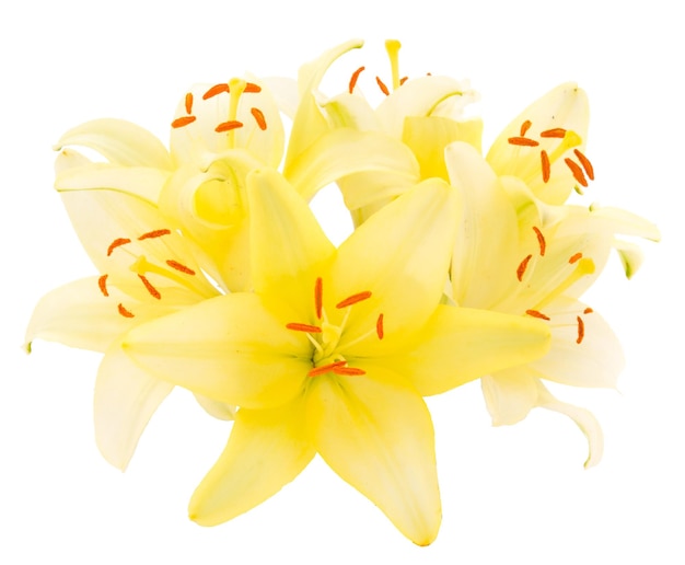 白い背景に孤立した黄色い百合子の花束