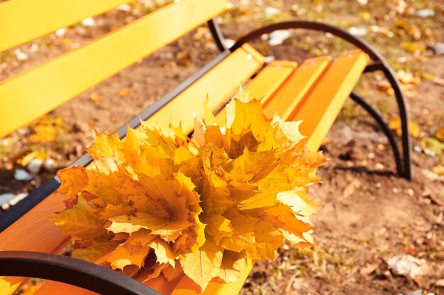 Bouquet of yellow maple leaves on bench in autumn park