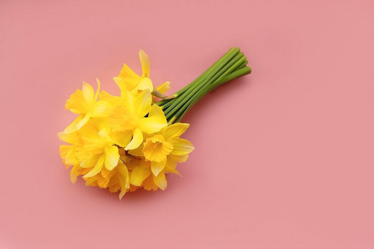 Photo the bouquet of yellow nartsys on a pink background