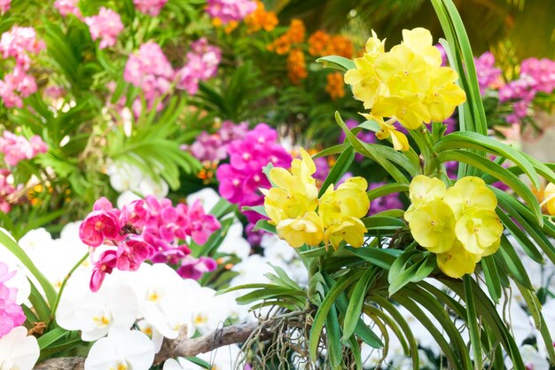 Bouquet of yellow orchids flower close up under natural lighting outdoor, are orchids blooming in the garden