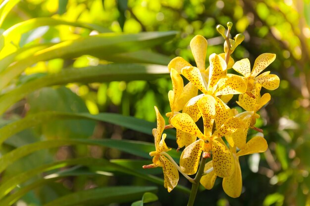 Bouquet of yellow orchids flower close up under natural lighting outdoor are orchids blooming in the garden