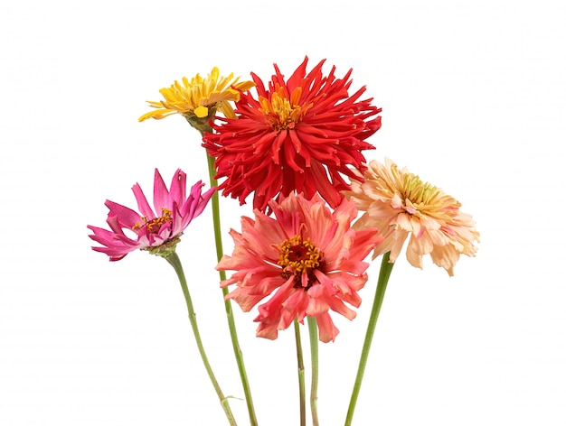 Bouquet of yellow, pink, red buds of blooming zinnia isolated 