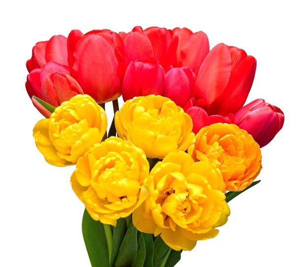 Bouquet yellow and red tulip flower isolated on white background