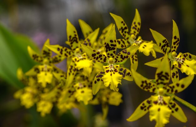 黄色リンゴの花束