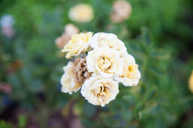 bouquet of yellow roses