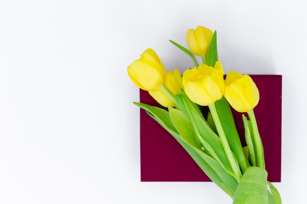 Bouquet of yellow Spring tulips on dark red gift box isolated on white background