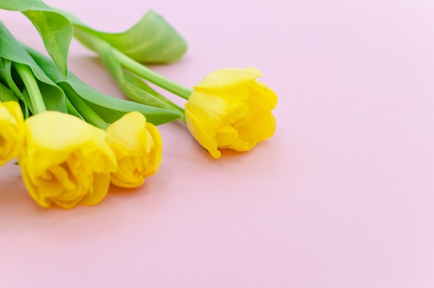 Bouquet of yellow Spring tulips on pink  background.Top horizontal view copyspace