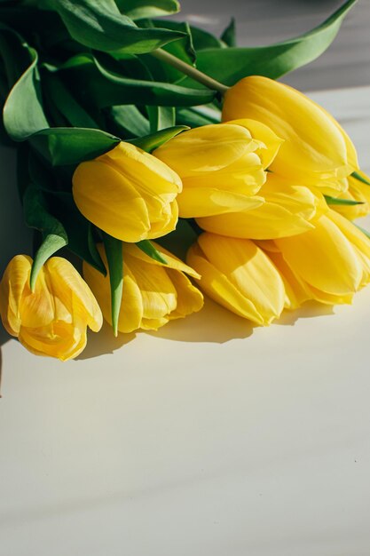 Bouquet of yellow tulip flowers on a white background in sunlight with copy space