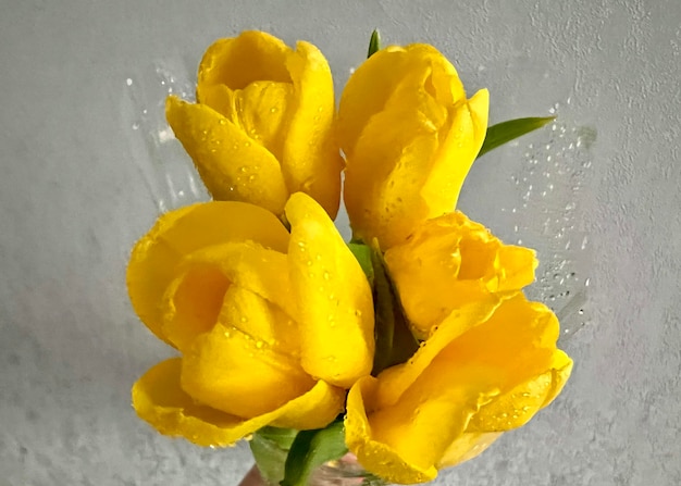 Bouquet of yellow Tulips on a light background