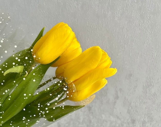 明るい背景に黄色いチューリップの花束