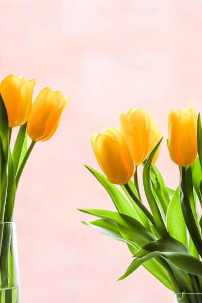 Bouquet of yellow tulips lit by sunlight on a pink background