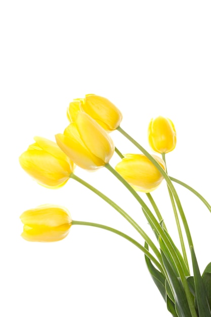 Bouquet of yellow tulips