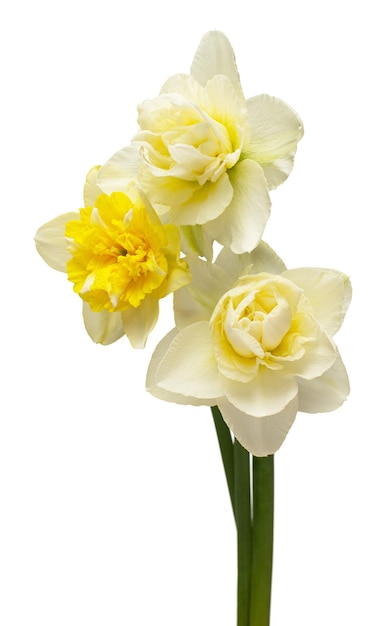 Bouquet of yellow and white daffodils flowers isolated on white background