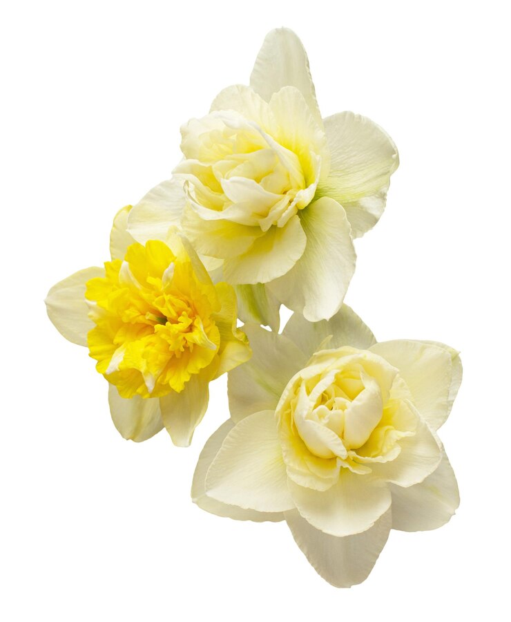 白い背景に隔離された黄色と白の花束の花束