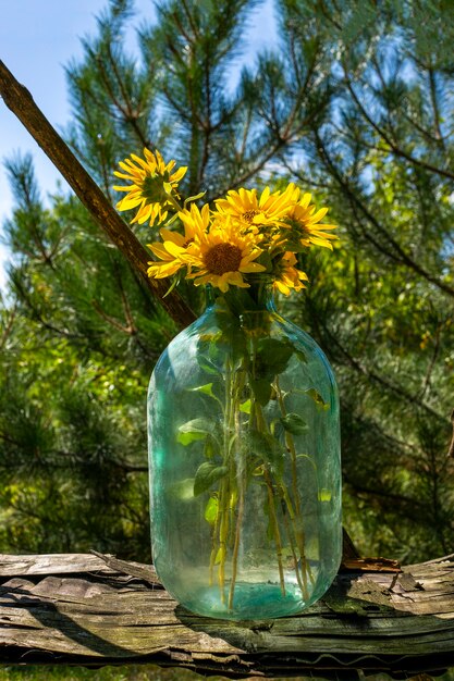 Bouquet of young sunflowers in a glass jar