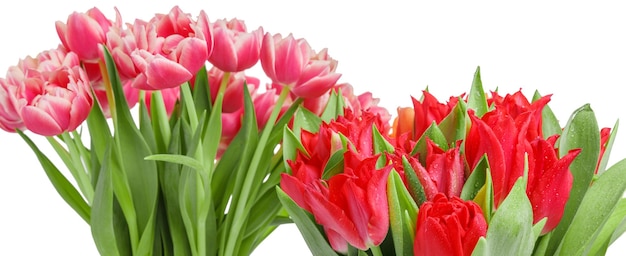 Bouquets of pink and red tulip isolated on white background. Birthday, Mother's, Valentines, Women's, Wedding Day concept