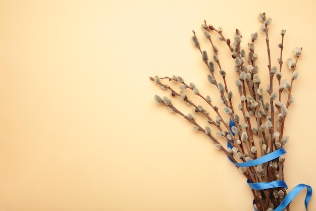Bouquets of pussy willow branches with blue ribbon on blue background Space for text