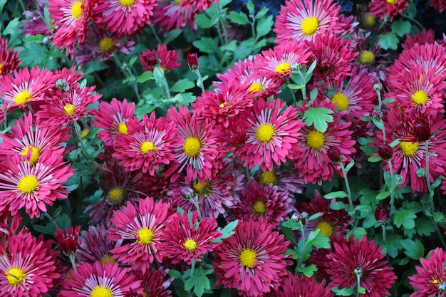 Bourgondische asters in een botanische herfsttuin