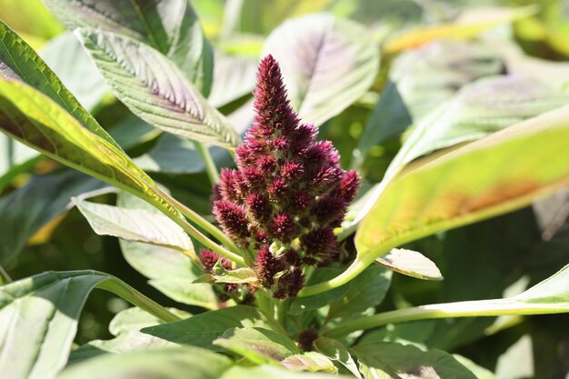 Bourgondische celosia bloem groeien in tuin close-up achtergrond geneeskrachtige planten concept