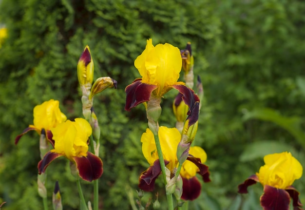 Bourgondische gele bloemen van iris op een groene achtergrond