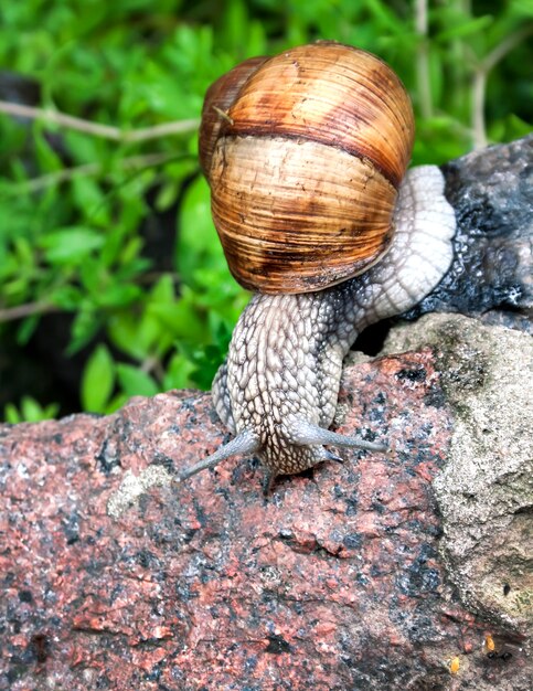 Bourgondische slak (Helix pomatia) of escargot in natuurlijke omgeving. Detailopname