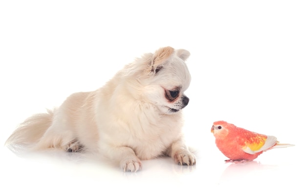 Bourke parrot and chihuahua in front of white isolated