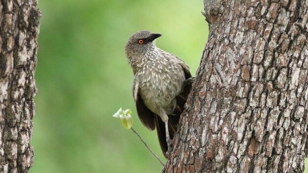 Bouscarle caqueteusebradypterus baboecala little rush\
warbler