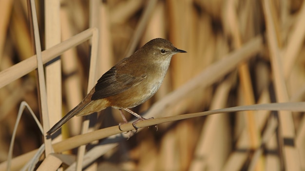 Bouscarle caqueteusebradypterus baboecala little rush\
warbler