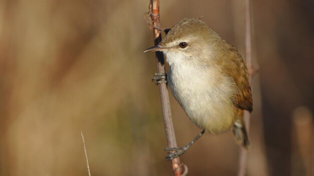 Bouscarle caqueteusebradypterus baboecala little rush\
warbler