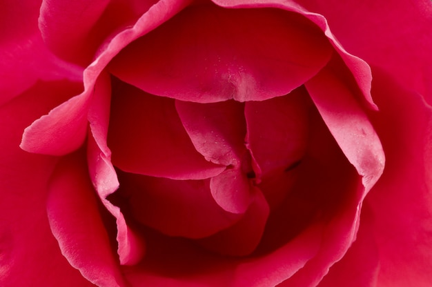 Bouton close-up of red rose