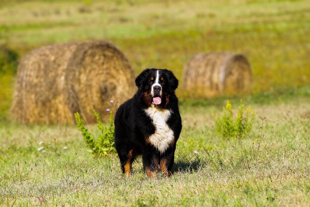 Bouvier Bernese mountain dog portrait