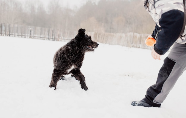 ブービエデフランドル羊飼いの犬は雪の中で冬の屋外で遊ぶ