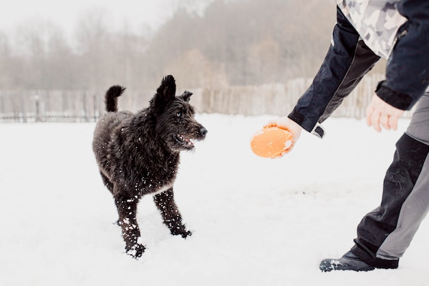 ブービエデフランドル羊飼いの犬は雪の中で冬の屋外で遊ぶ