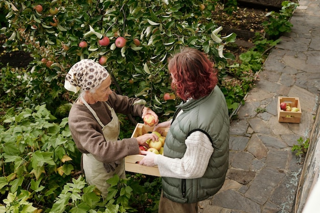 Boven de hoek van een oudere vrouw die geplukte rijpe appels in een houten kist stopt