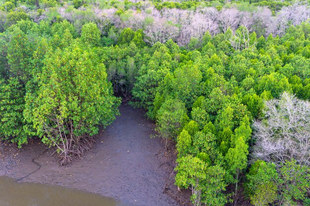 Boven mening van mangrovebos in Thailand