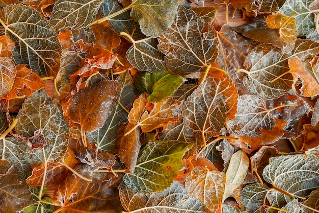 Boven uitzicht op frizen ijs bladeren met bruine en gele herfst winter kleur Klimaatverandering concept Koude ochtend Mooie herfst seizoen achtergrond Natuurpark Outdoors